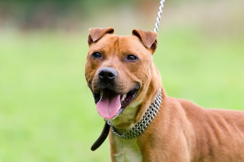 Review of dangerous dog declarations made under the Dog Act 1976