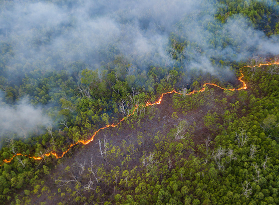 Enforcement of Bushfire Management by Requirements Local Governments