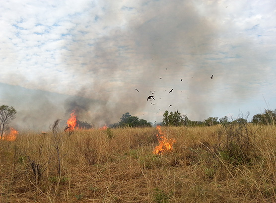 Bushfire Planning Requirements for Subdivisions and Developments in Western Australia