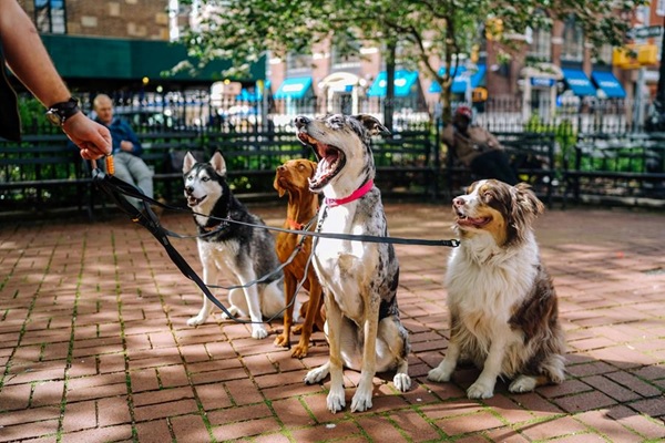 Considering Applications to Keep Excess Dogs – Section 26 of the Dog Act 1976
